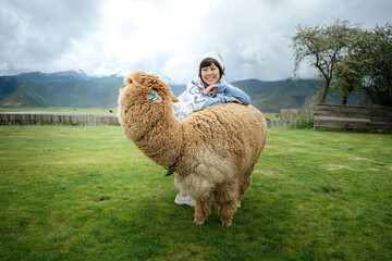 woman portrait with a brown alpaca in grass, Thai woman tourists like photography, love to travel,...