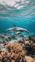 Naklejka premium A dolphin swims gracefully over vibrant coral reefs in a clear underwater scene.