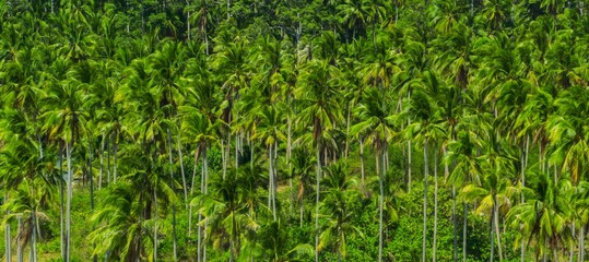 Lush palm tree forest thriving in a tropical landscape under bright sunlight