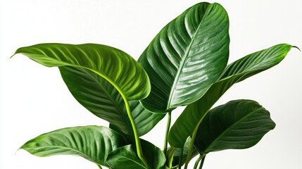 Sleek indoor plant with vivid green leaves and unique leaf shapes isolated on a clean white background