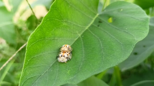 Aspidimorpha miliaris ladybugs are mating on a leaf