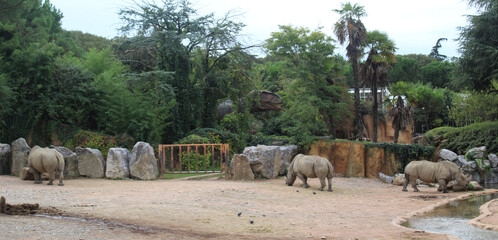 Rinoceronti bianchi nella savana africana