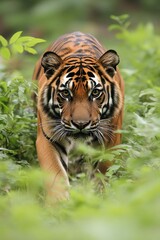 Fototapeta premium A majestic tiger prowls through lush greenery, showcasing its powerful presence.