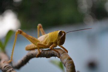 Grasshopper on a branch