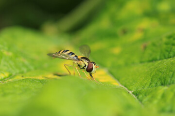 natural eupeodes flower fly photo