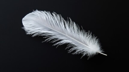 Obraz premium White feather with delicate barbs against a rich black backdrop, showcasing its soft and airy quality