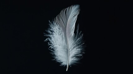 White feather with intricate barbs, softly illuminated against a deep black backdrop