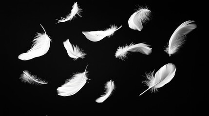 Obraz premium White feathers drifting gently against a deep black backdrop, creating a sophisticated and tranquil effect