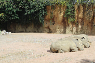 Rinoceronti bianchi nella savana africana
