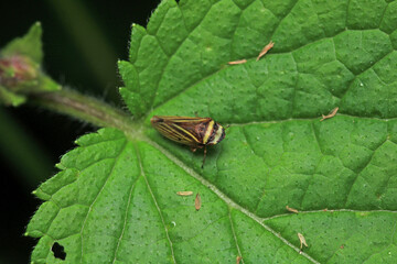 natural Passionvine hopper insect macro photo