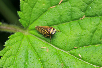 natural Passionvine hopper insect macro photo