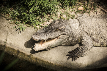 Crocodile animal amphibian