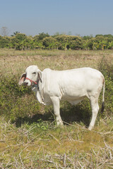 thai white cow, animal mammal