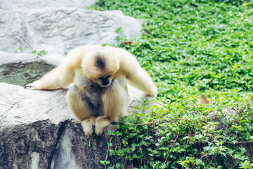 Yellow-cheeked gibbon animal mammal