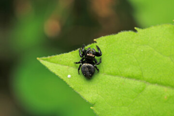 little jumping spider macro photo
