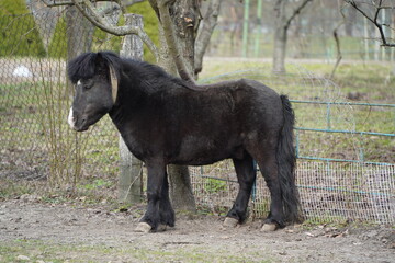 The pony stands at full height against the background of the fence and trees. The pony's stinging look. A small pony as an example of a strong friendship between an animal and a person.
