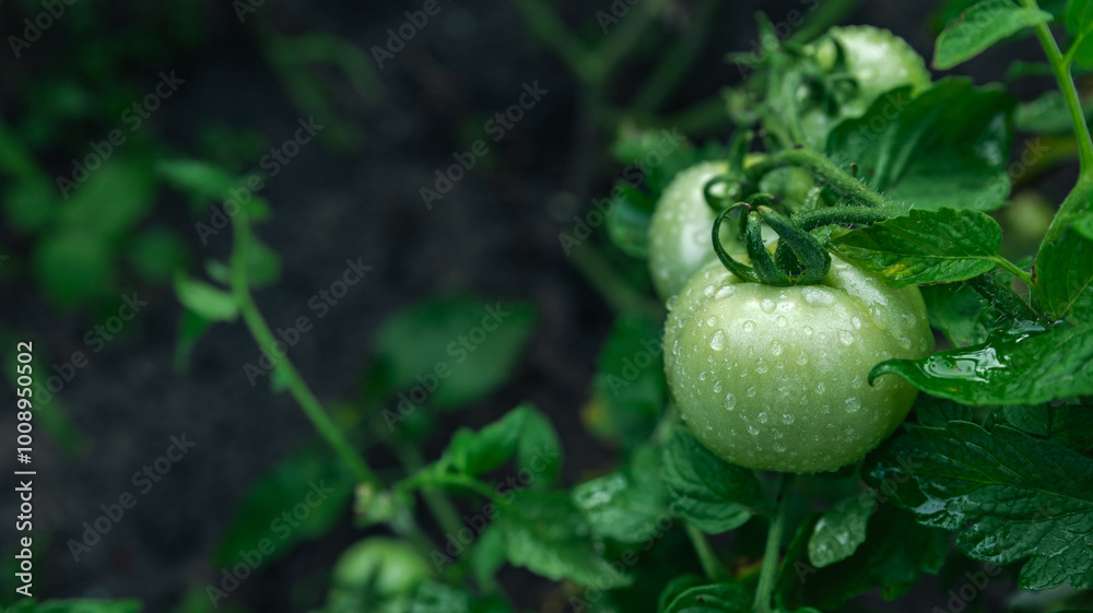 Wall mural green unripe tomato on a branch, natural homemade wholesome vegetables, vegan and vegetarian food, g