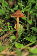 natural tree mushroom macro photo