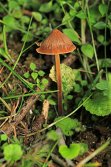 natural tree mushroom macro photo