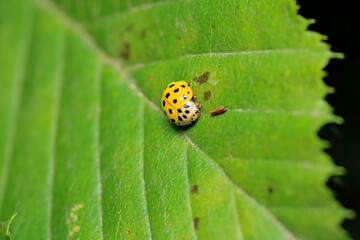 Fototapeta premium beautiful red ladybug leaf photo