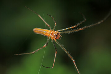 agelena labyrinthica spider macro photo