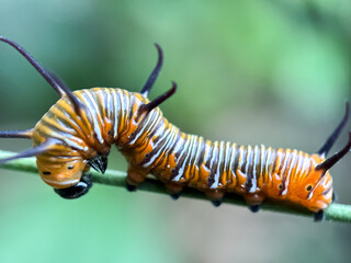 Close up of caterpillar (Euploea core),larva the common crow