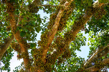 Coffee tree in the forest