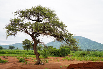 tree in the Savannah
