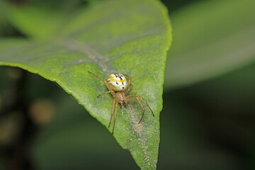 Natural Linyphia Triangularis Spider Macro Photo