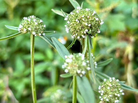 Close up of winged false buttonweed (Spermacoce alata)