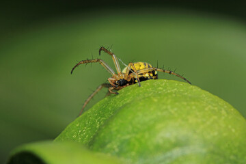 Natural Linyphia Triangularis Spider Macro Photo