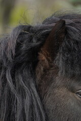 Cognac ears and mane close-up. Animal head. A small pony as an example of a strong friendship between an animal and a person.