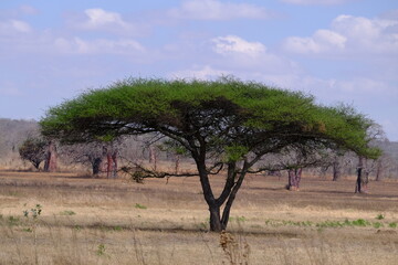 Fototapeta premium acacia tree in the field