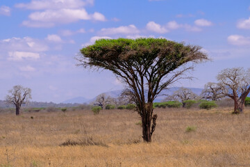 Acacia tree in the savannah