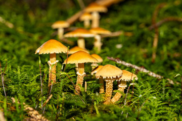 Eine Pilzfamilie in herbstlicher Umgebung