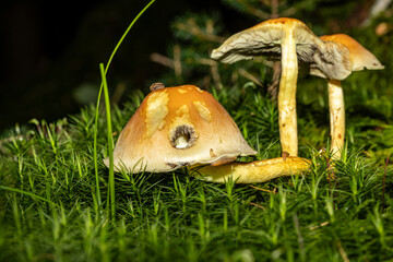 Eine Pilzfamilie in herbstlicher Umgebung