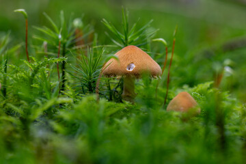 Eine Pilzfamilie in herbstlicher Umgebung