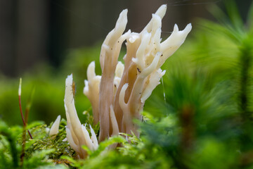 Eine Pilzfamilie in herbstlicher Umgebung
