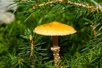 Ein einzelner Pilz in herbstlicher Umgebung