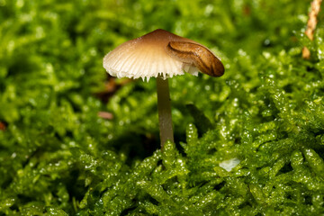 Ein einzelner Pilz in herbstlicher Umgebung