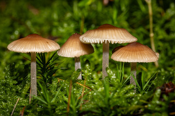 Eine Pilzfamilie in herbstlicher Umgebung