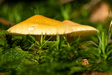 Eine Pilzfamilie in herbstlicher Umgebung