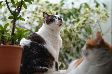 black and white cat with blue eyes in a garden