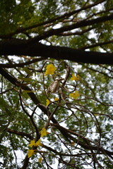 tree in the forest