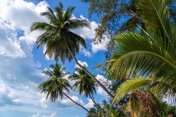 Coconut palm tree on blue sky background. Low angle view of palm trees growing against blue sky...