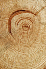 Naklejka premium Natural wooden background, wood texture annual rings form. Macro photo of cross section of juniper log, graphic nature organic pattern. Sawed timber close up with tree ring pattern, vertical
