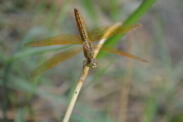 Dragonfly over the water