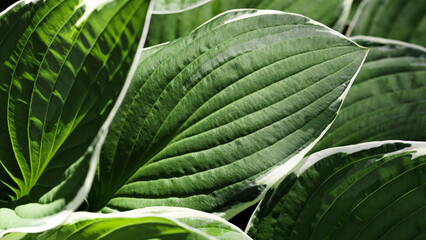 Dark green leaf closeup texture, Hosta plant leaves natural background, abstract botanical pattern with organic shapes, natural beauty top view banner, seasonal vivid scene, ecology concept backdrop