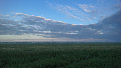 Morning in the field