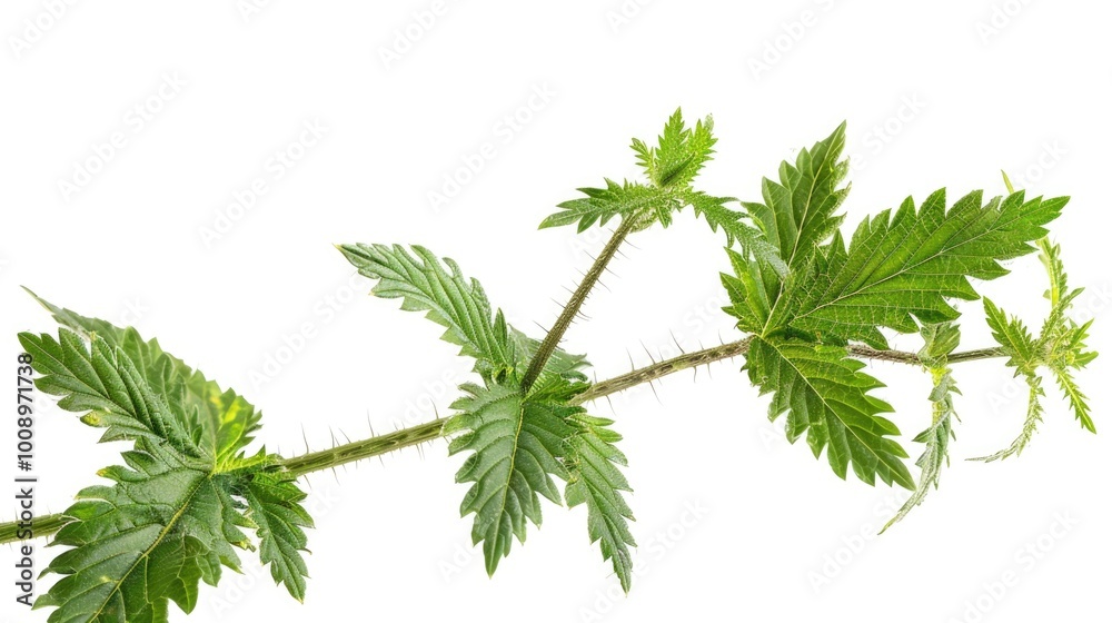 Poster a detailed view of a plant's foliage, great for use in nature-inspired designs or as a background el